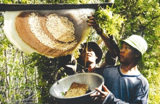 Image result for san mat ong rung u minh