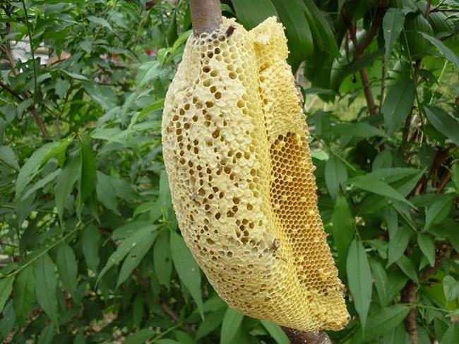 món giải khát từ mật ong
